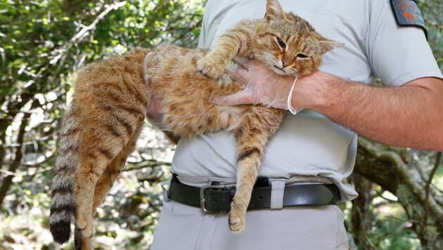 Der „Katzen-Fuchs“ ist mit 90 Zentimetern Länge größer als die gewöhnliche Hauskatze. (Bild: AFP)