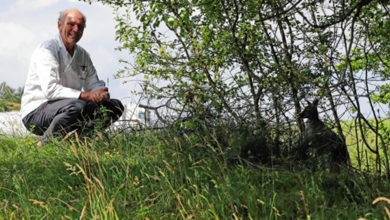 Im „Essbaren Tiergarten“ gibt es auch Kängurus. Sie werden nicht gegessen... (Bild: Sepp Pail)