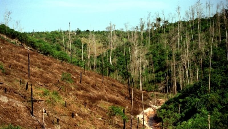 Abholzung im Amazonas (Bild: dpa)