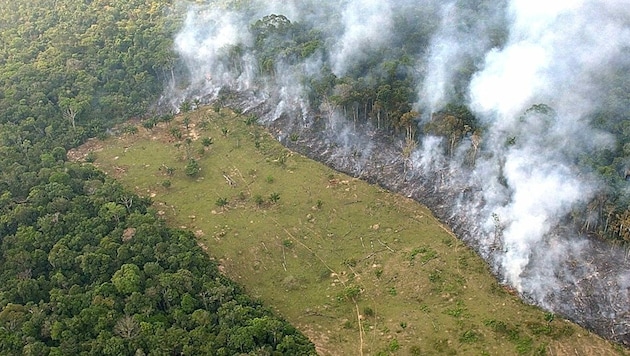 Die brasilianische Regierung will mit einem scharfen Vorgehen gegen Verstöße gegen die Null-Abholzungsstrategie der Entwaldung im Amazonasgebiet einen Riegel vorschieben. (Bild: APA/dpa/EFE/Marcelo Sayao)