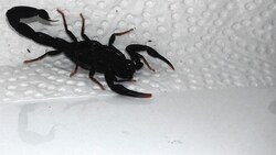 Dieser hochgiftige Skorpion versteckte sich im Kleiderkasten (Bild: Werner Stangl)