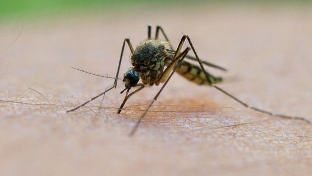 Fälle von Erkrankungen, die von Stechmücken sowie Zecken übertragen werden, nehmen deutlich zu. (Bild: APA/dpa-Zentralbild/Patrick Pleul)