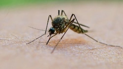 Fälle von Erkrankungen, die von Stechmücken sowie Zecken übertragen werden, nehmen deutlich zu. (Bild: APA/dpa-Zentralbild/Patrick Pleul)