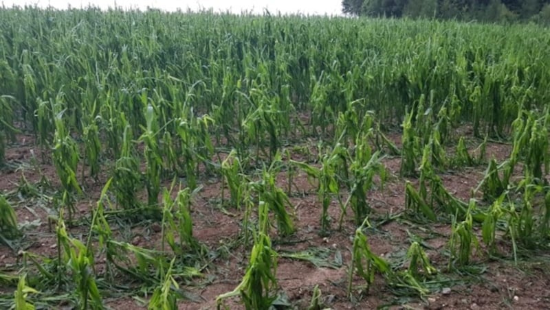 Durch Hagel zerstörter Mais in Steinerkirchen (ÖO) (Bild: ÖHV)