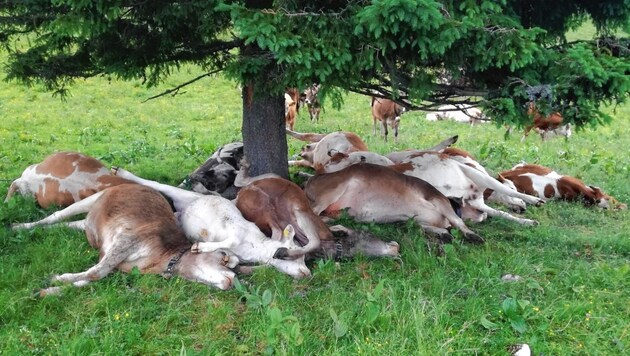 Durch Blitzschlag getötete Tiere auf der steirischen Schließlingalm (Bild: zVg)