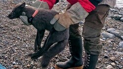 Dieser Polarfuchs lief in nur 76 Tagen von Spitzbergen nach Kanada. (Bild: AP/Norwegian Polar Institute)