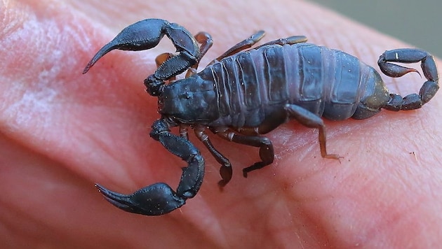 21 Millimeter lang ist das Weibchen, das in Eisentratten entdeckt wurde. (Bild: Roland Rauter)