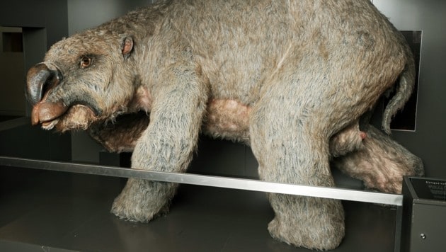 Rekonstruktion eines Diprotodon im Australian Museum in Sydney (Bild: AFP)