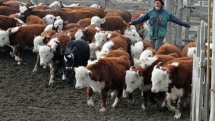 Das Handelsabkommen mit den Mercosur-Staaten soll am Freitag beschlossen werden (Symbolbild). (Bild: AFP)