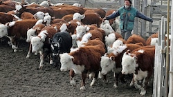 Billiges Rindfleisch aus Argentinien könnte durch das Mercosur-Abkommen den europäischen Markt überschwemmen. (Bild: AFP)