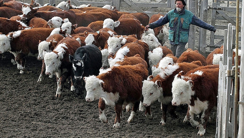 Billiges Rindfleisch aus Argentinien könnte durch das Mercosur-Abkommen den europäischen Markt überschwemmen. (Bild: AFP)