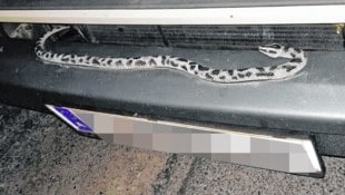 Ein Grazer sorgte mit einem Imitat auf dem Pkw für Aufsehen