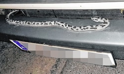 Ein Grazer sorgte mit einem Imitat auf dem Pkw für Aufsehen