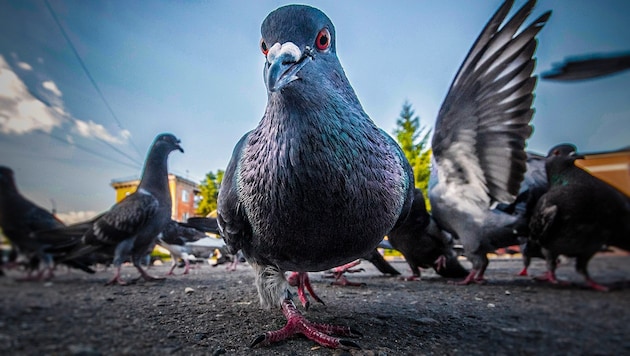 Pigeons love breadcrumbs - this can be observed when yet another animal lover empties a bag of food. But is this really good for pigeons and humans? (Bild: stock.adobe.com, krone.at-Grafik)