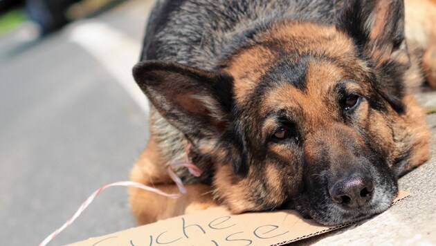 Ein am Straßenrand zurückgelassenes Haustier ist in den Sommermonaten leider keine Seltenheit. Wenn es Glück hat, wird es gefunden. (Bild: ©juefraphoto - stock.adobe.com)