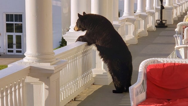 Die schöne Aussicht von der Veranda dieses Hotels in den USA genoss der Braunbär sichtlich. (Bild: AP)
