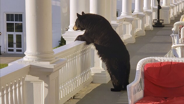 Die schöne Aussicht von der Veranda dieses Hotels in den USA genoss der Braunbär sichtlich. (Bild: AP)