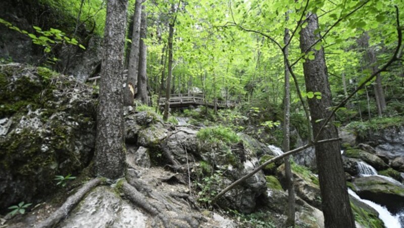 Auch der heimische Wald verändert sich durch den Klimawandel massiv. (Bild: APA/ROBERT JAEGER)