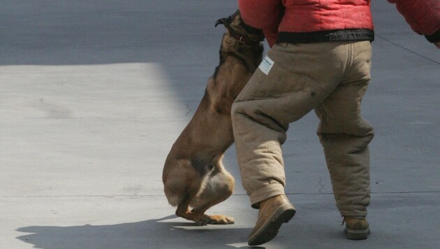 Ohne Training hat man gegen einen großen Hund keine Chance (Bild: KRONEN ZEITUNG)