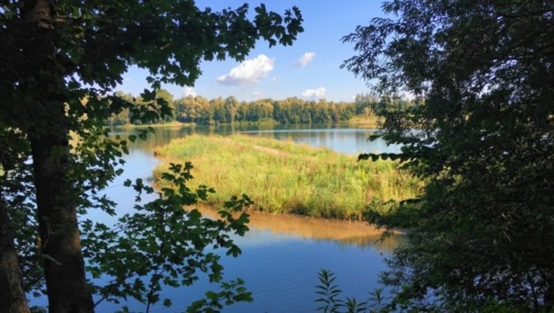 Der idyllische Ausee in den Salzachauen (Bild: Land Salzburg)