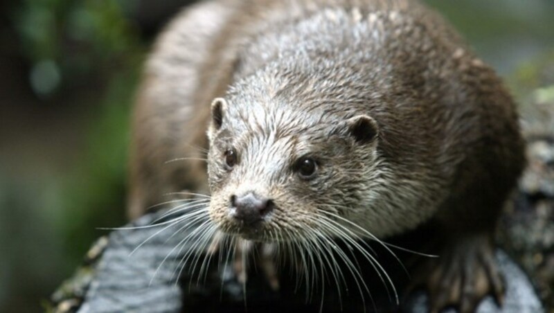 Der Fischotter ist wohl der heftigste natürliche Gegner der heimischen Fische. (Bild: CHRISTOF BIRBAUMER)