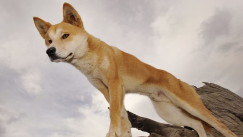 ... und Dingos können Katzen gefährlich werden. (Bild: AFP)