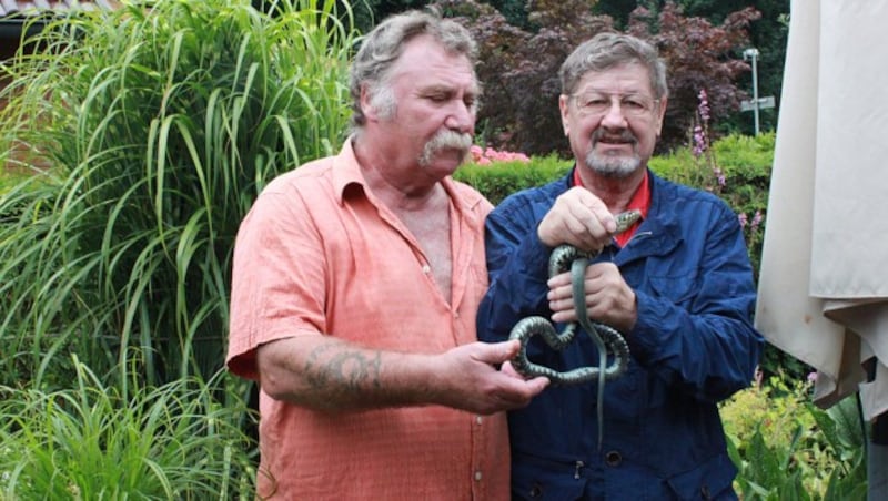 Hans Esterbauer (77, re.) fing die Ringelnatter ein und brachte sie zu Josef Mayrbäurl (70, li.) - in dessen Biotop fühlt sich die Schlange pudelwohl (Bild: ZVG)