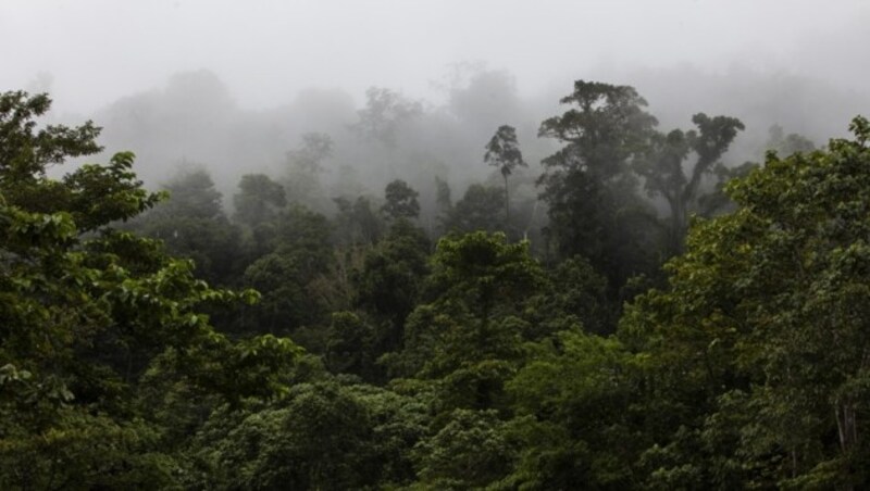 Kaureh, Jayapura (Bild: © Oscar Siagian / Greenpeace)