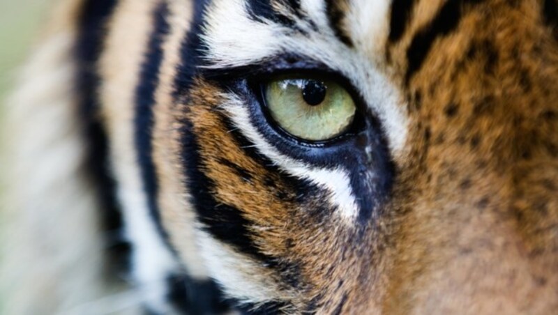 Ein seltener Sumatra-Tiger (Bild: © Paul Hilton / Greenpeace)