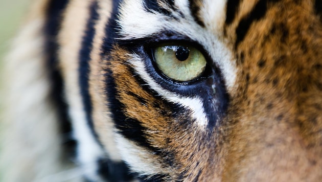 Ein seltener Sumatra-Tiger (Bild: © Paul Hilton / Greenpeace)