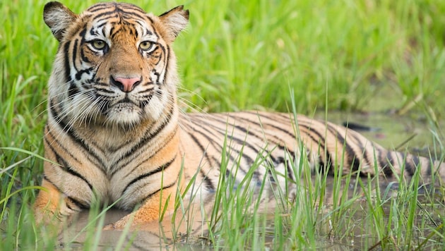 Ein Sumatra-Tiger (Bild: Paul Hilton/Greenpeace)