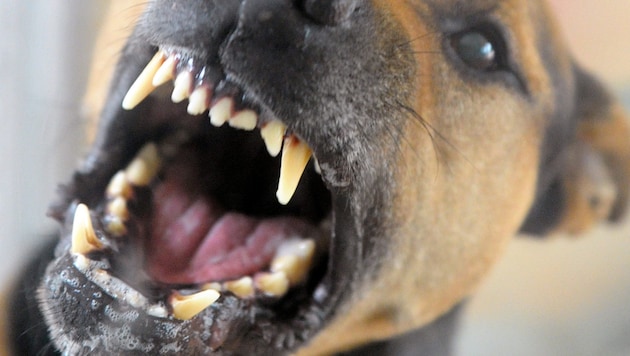 The dog's teeth smashed through the boy's cheek in Schwanenstadt (symbolic image) (Bild: dpa-Zentralbild/Soeren Stache)