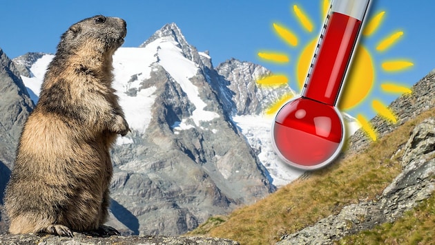 Auch für die berühmten Murmeltiere in den Alpen sind die zunehmenden Hitzeperioden ein großes Problem ... (Bild: stock.adobe.com, krone.at-Grafik)