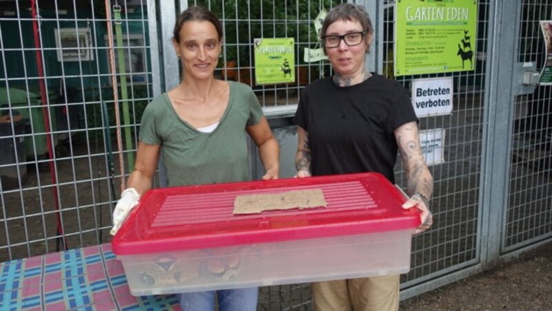 In dieser Box wurde die Boa constrictor vor dem Tierheim Garten Eden abgestellt. (Bild: Helga Happ)