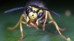 Den Wespen schmeckt fast alles, was auch wir gerne verzehren. Allerdings sind sie nicht ganz so heikel und bedienen sich auch an Verdorbenem.   (Bild: Heiko Bellmann)