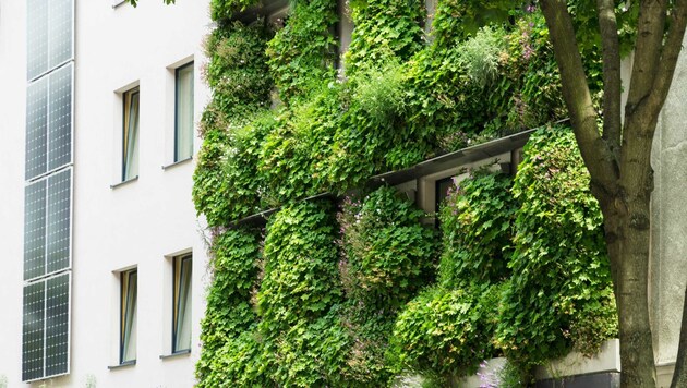 Neben grünen Fassaden kühlen auch Bäume die Städte ab. (Bild: Elisabeth Gruchmann, Grünstattgrau)