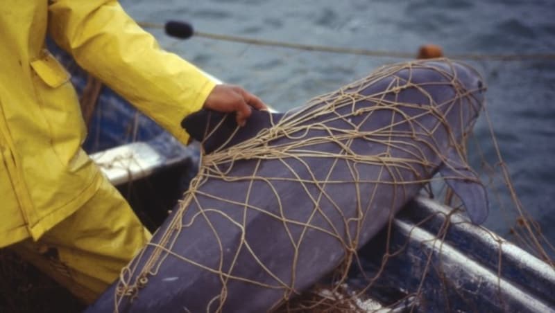 Ein Vaquita als Beifang in einem Fischernetz (Bild: WWF/Omar Vidal)