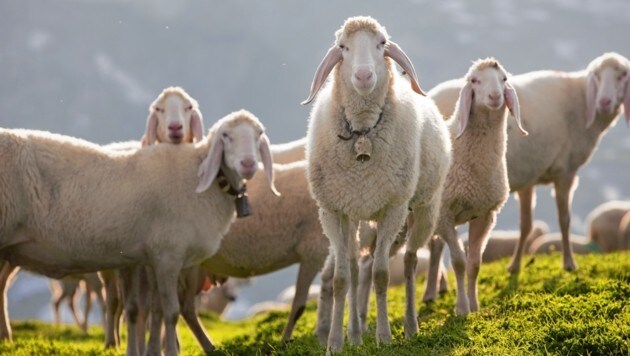 Schafe auf einer Bergwiese, Rofangebirge, Nordtirol (Bild: Christian Vorhofer / imageBROKER / picturedesk.com)