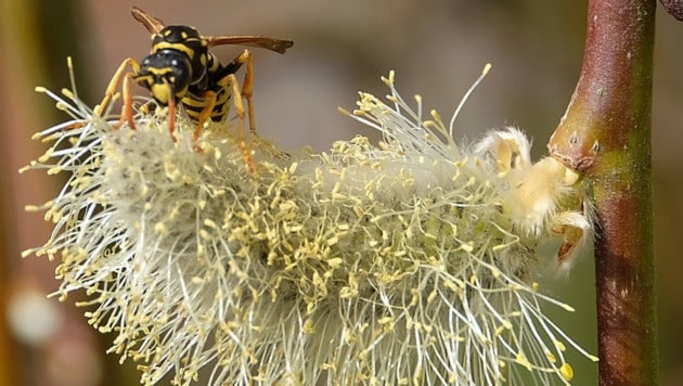 Die DNA von Insekten wie Bienen kann auch in einem Teebeutel noch nachgewiesen werden (Symbolbild). (Bild: Kronen Zeitung/ Chris Koller)