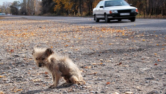 Wer in Italien ein Haustier auf der Straße aussetzt, könnte künftig seinen Führerschein verlieren (Symbolbild). (Bild: ©thomaslerchphoto - stock.adobe.com)