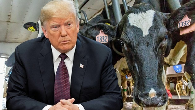 Um keine neuen Strafzölle zu riskieren, hat die EU einer weiteren Forderung von US-Präsident Donald Trump zugestimmt: Die USA dürfen mehr Rindfleisch nach Europa exportieren. (Bild: APA/AFP/Kerem Yucel, AFP, krone.at-Grafik)