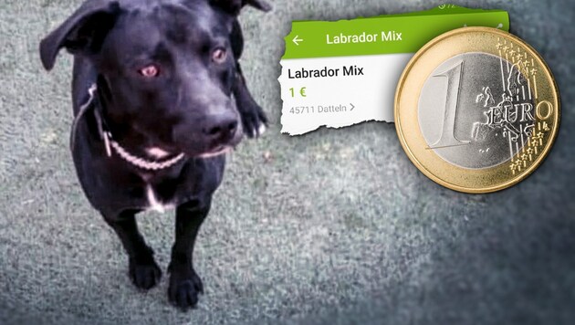 Labrador-Mix „Spike“ wurde verkauft, weil seine Halter in den Urlaub fahren wollten. (Bild: Privat, stock.adobe.com, krone.at-Grafik)