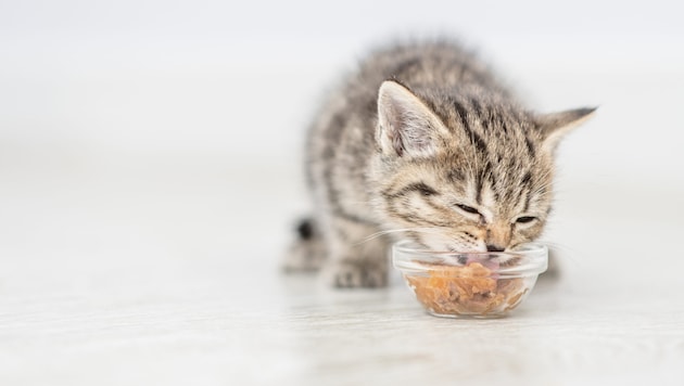 A woman was supposed to look after the cat (symbolic image) in the Dunkelsteinerwald forest. But instead she started up the pet owner's car. (Bild: ©Ermolaev Alexandr - stock.adobe.com)