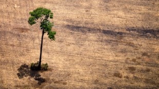 Consumimos muchos más recursos de los que la tierra puede proporcionar.  (Imagen: AFP)