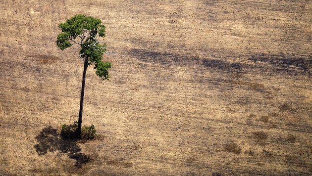 Für den Anbau von Soja, Kaffee und anderen Produkten für den Import in die EU ist zuletzt im Schnitt jährlich Tropenwald auf einer Gesamtfläche von etwa der vierfachen Größe des Bodensees abgeholzt worden. (Bild: AFP)