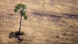 Für den Anbau von Soja, Kaffee und anderen Produkten für den Import in die EU ist zuletzt im Schnitt jährlich Tropenwald auf einer Gesamtfläche von etwa der vierfachen Größe des Bodensees abgeholzt worden. (Bild: AFP)