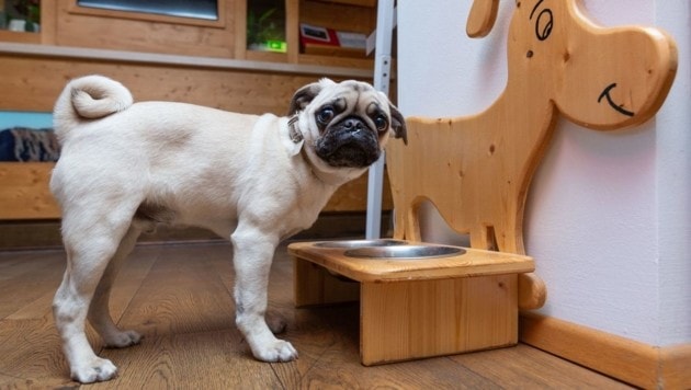 Hundehotels bieten besondere Extras für Besucher auf vier Pfoten, etwa einen Snack an der Rezeption für diesen Mops. (Bild: mein-urlaub-mit-hund.at )