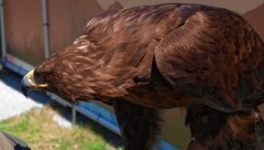 Ein Steinadler (Bild: Hubert Daum)