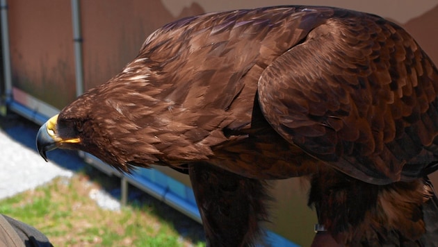 Ein Steinadler (Bild: Hubert Daum)