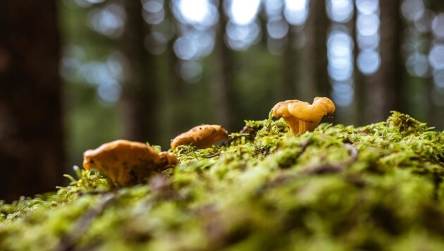 August und September sind ideal zum Pilze sammeln. (Bild: EXPA/ Stefanie Oberhauser)